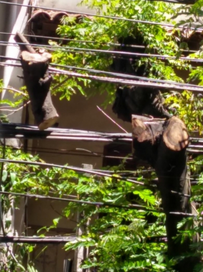 Pedaço de tronco de árvore preso na fiação elétrica em Icaraí