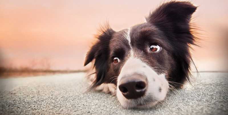 Código Estadual de Proteção aos Animais vira lei