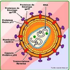 Pesquisa detalha distribuição dos subtipos do HIV no Brasil