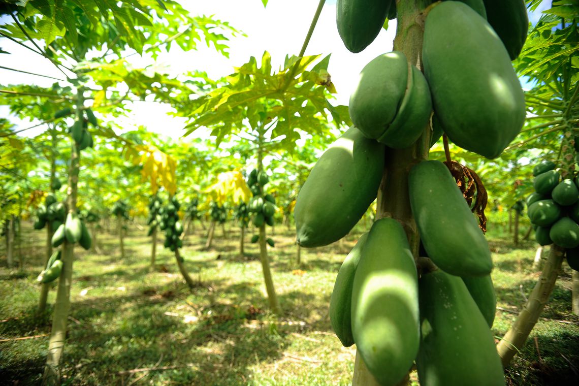 Estudo aponta que trabalhadores de lavouras de frutas vivem na pobreza