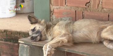 Dezembro Verde: mês de conscientização sobre o abandono de animais